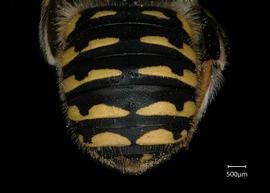   Anthidium maculifrons  female abdomen, photo: Chelsey Ritner 
